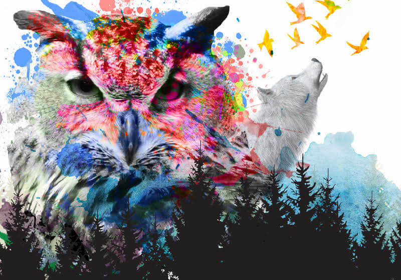 OSG - Fous des animaux OSG - Fous des animaux